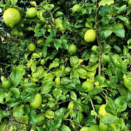 Casa Do Arcanjo Holiday home