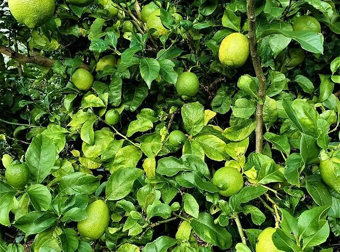 Casa Do Arcanjo 別荘